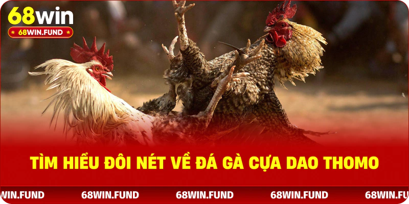 Tìm hiểu đôi nét về đá gà cựa dao thomo 